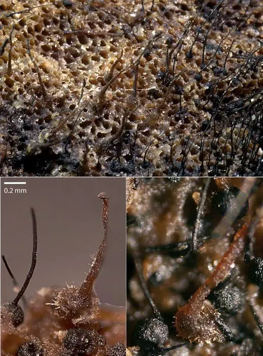 Melanospora lagenaria (Pers.) Fuckel <small>(1 de 3)</small>