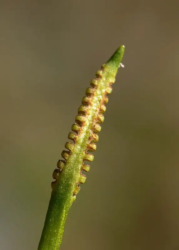 Ophioglossum azoricum <small>(3 de 3)</small>