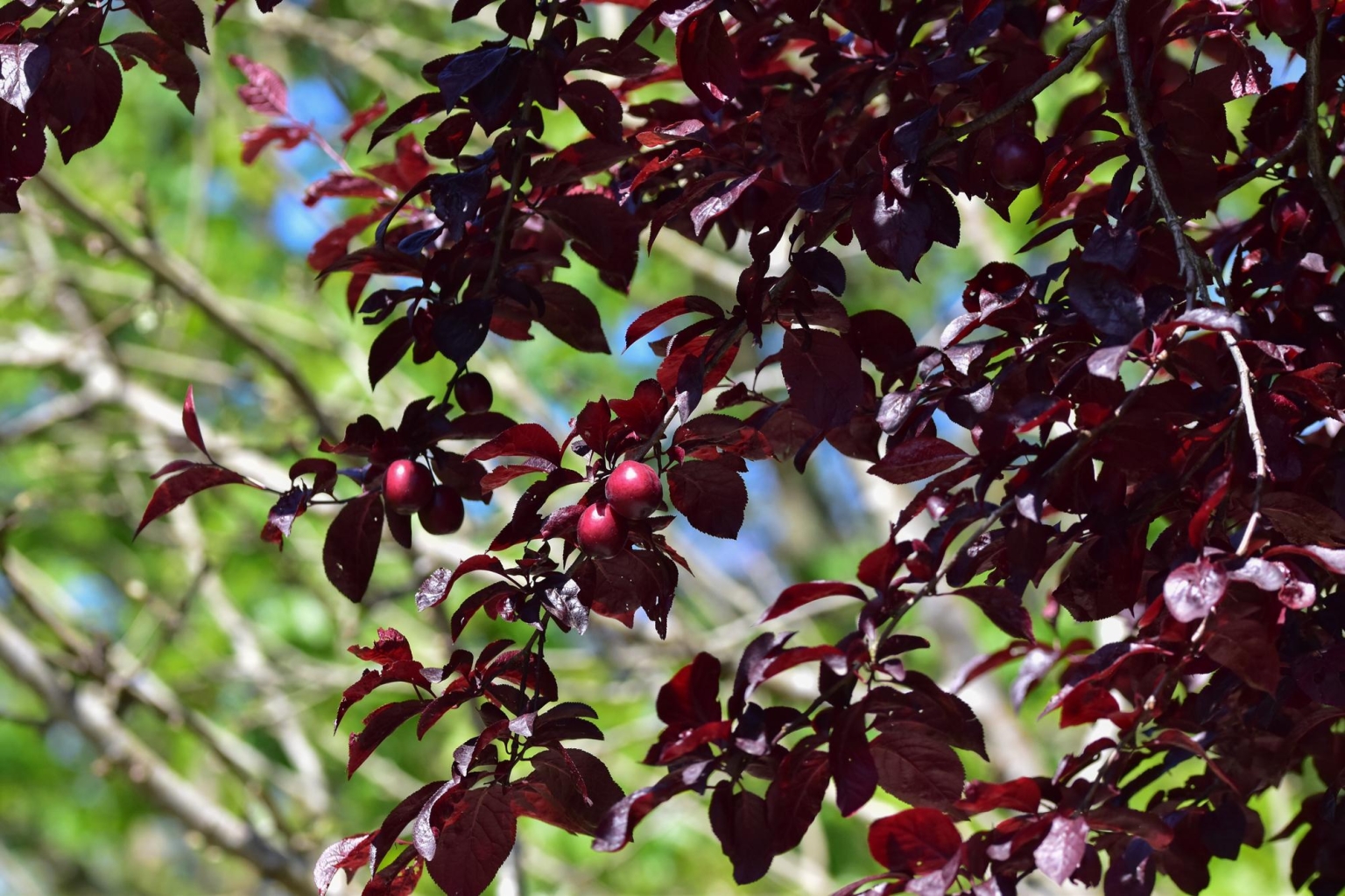 Prunus cerasifera (1 de 2)