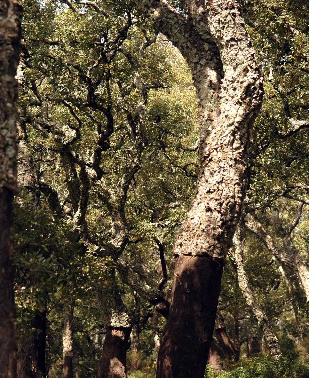 Quercus suber (2 de 5)