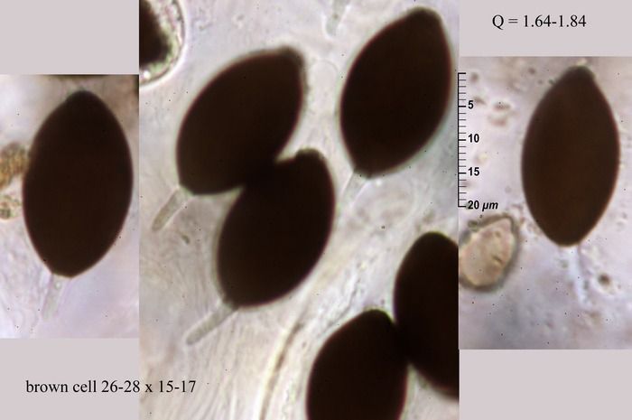 Podospora squamulosa (H. Crouan & P. Crouan) Niessl <small>(1 de 3)</small>