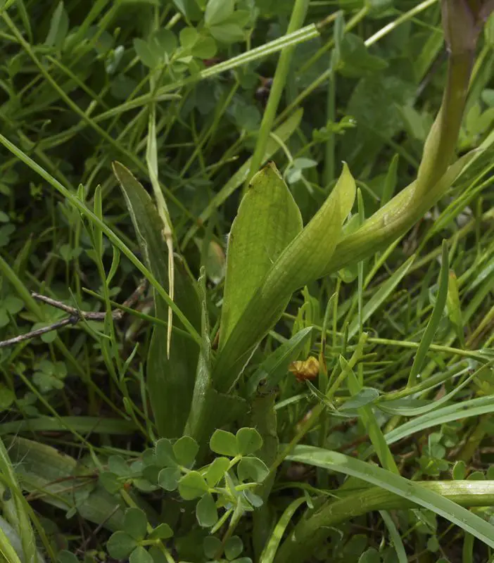 Orchis x gennarii <small>(1 de 2)</small>