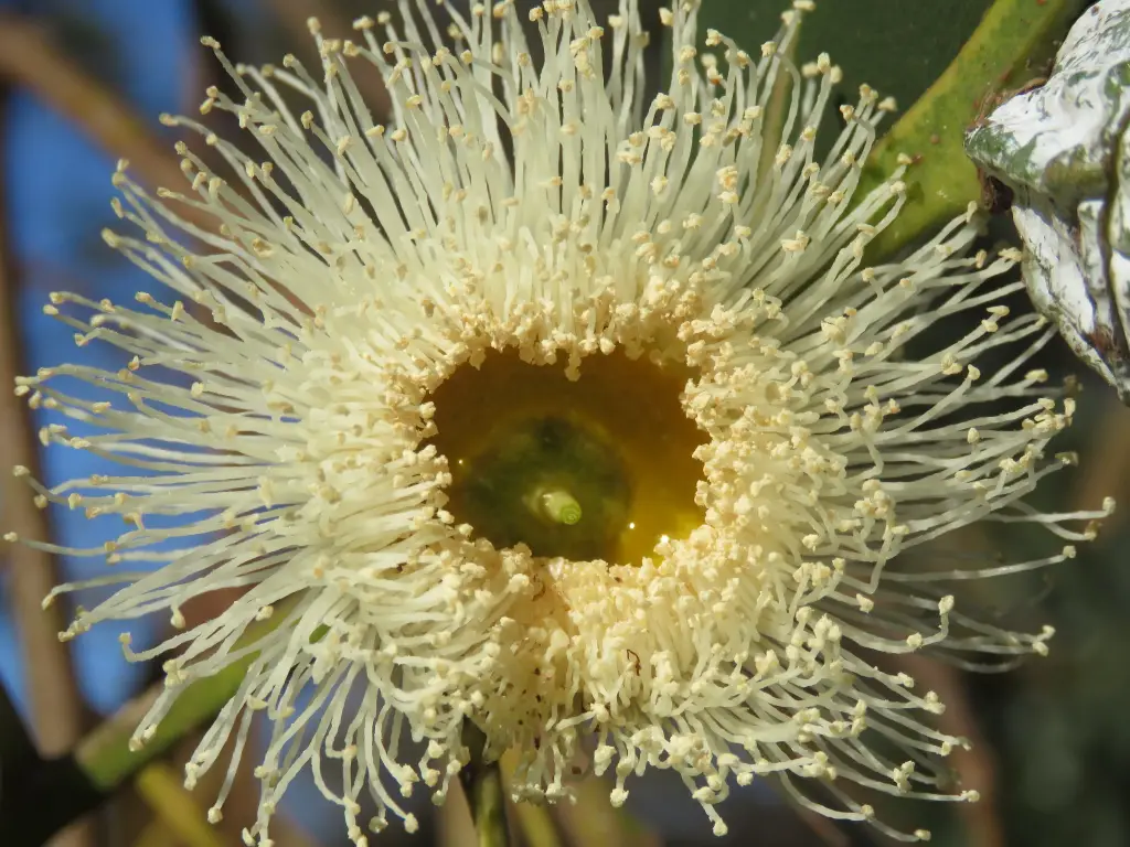 Eucalyptus globulus <small>(2 de 3)</small>