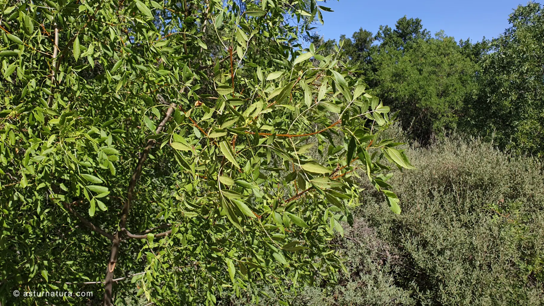Fraxinus angustifolia (4 de 4)