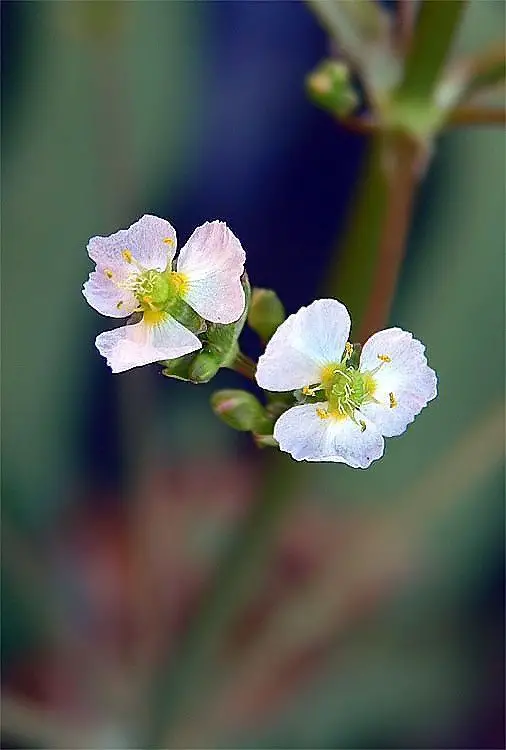 alismataceae