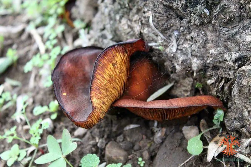 Omphalotus olearius (DC.) Singer <small>(3 de 3)</small>