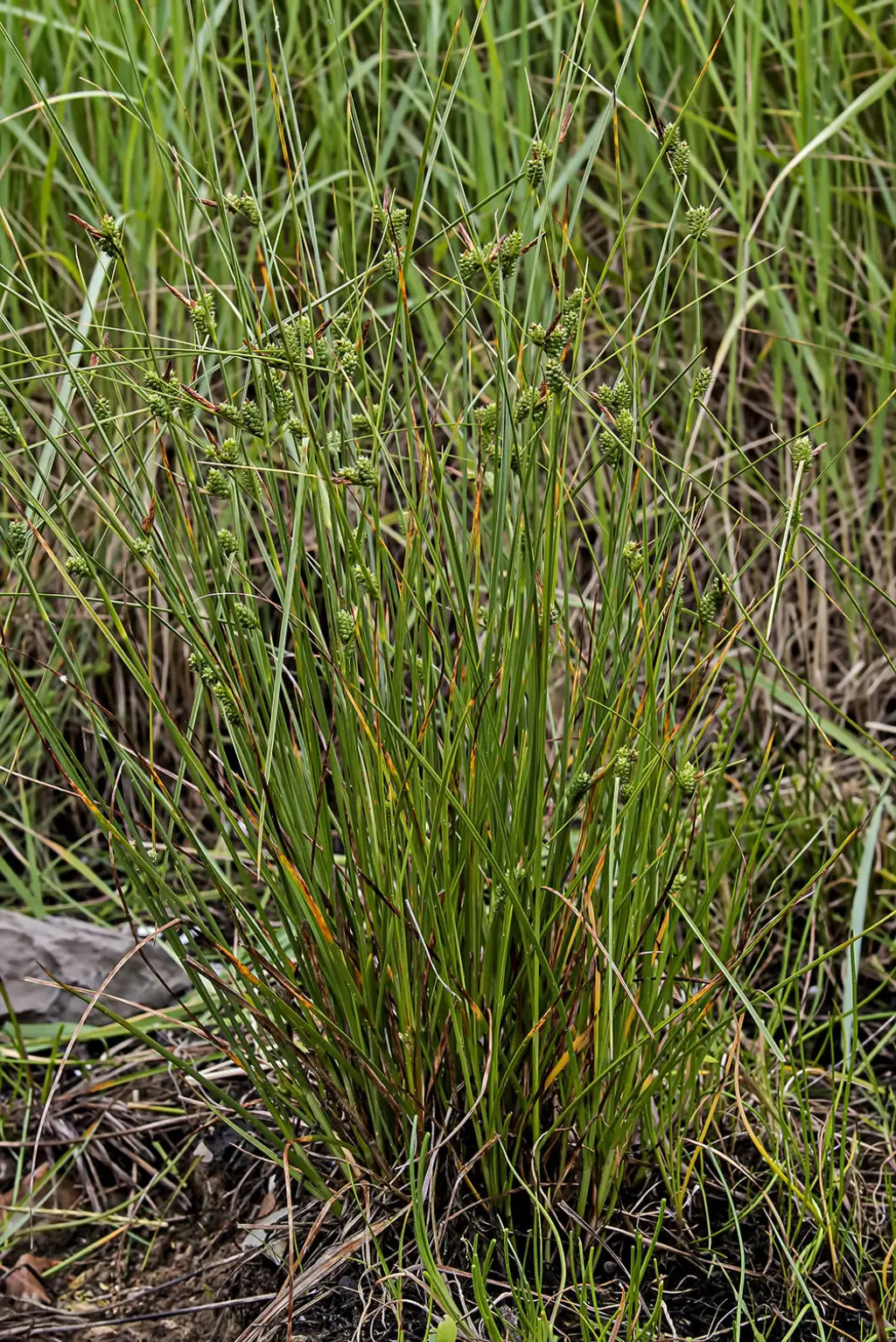 Carex extensa (1 de 3) © Ignacio Fernández Villar