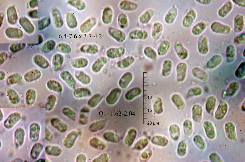 Hygrocybe ceracea (Fr.) P. Kumm. <small>(1 de 3)</small>