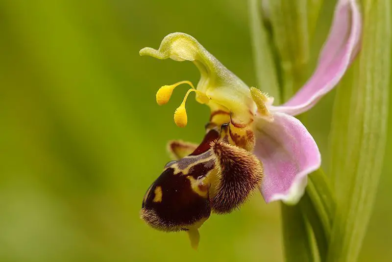 Orquidea abeja (Ophrys apifera)