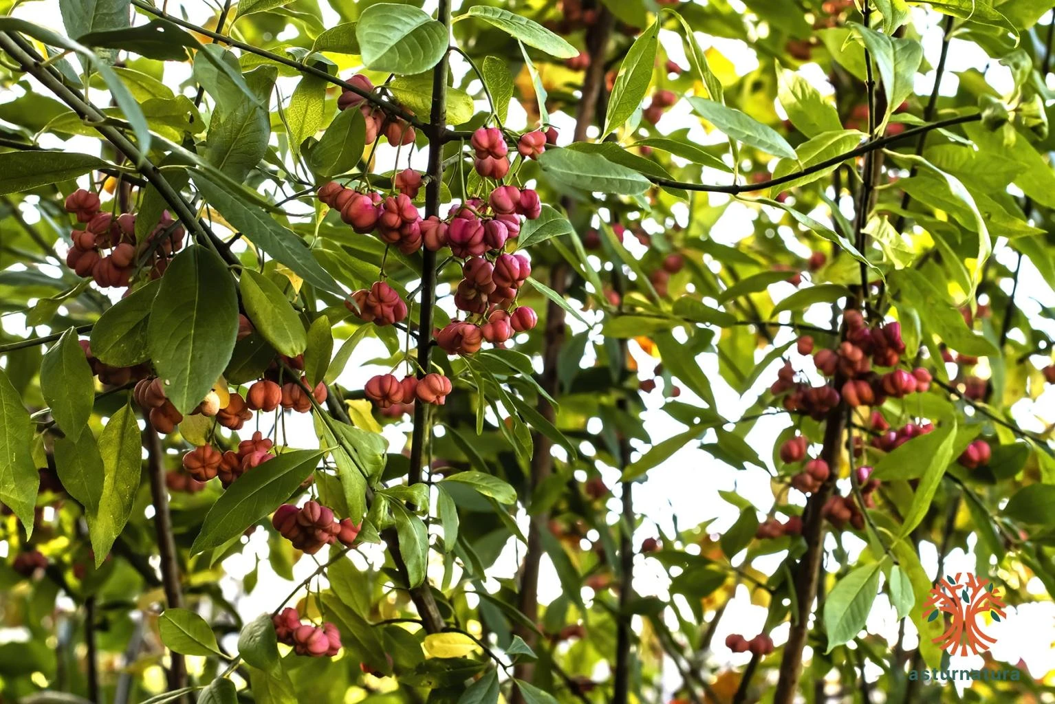 Euonymus europaeus, Bonetero