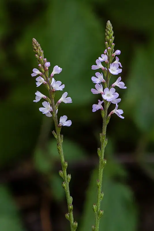 Verbena officinalis <small>(1 de 3)</small>