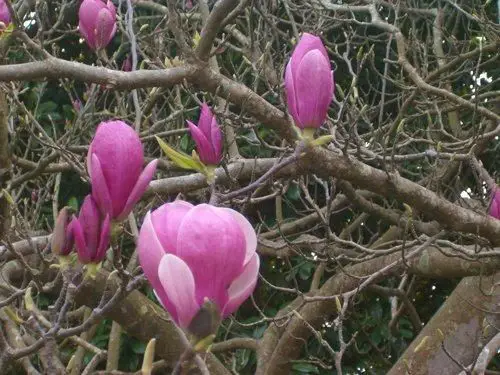 magnoliaceae
