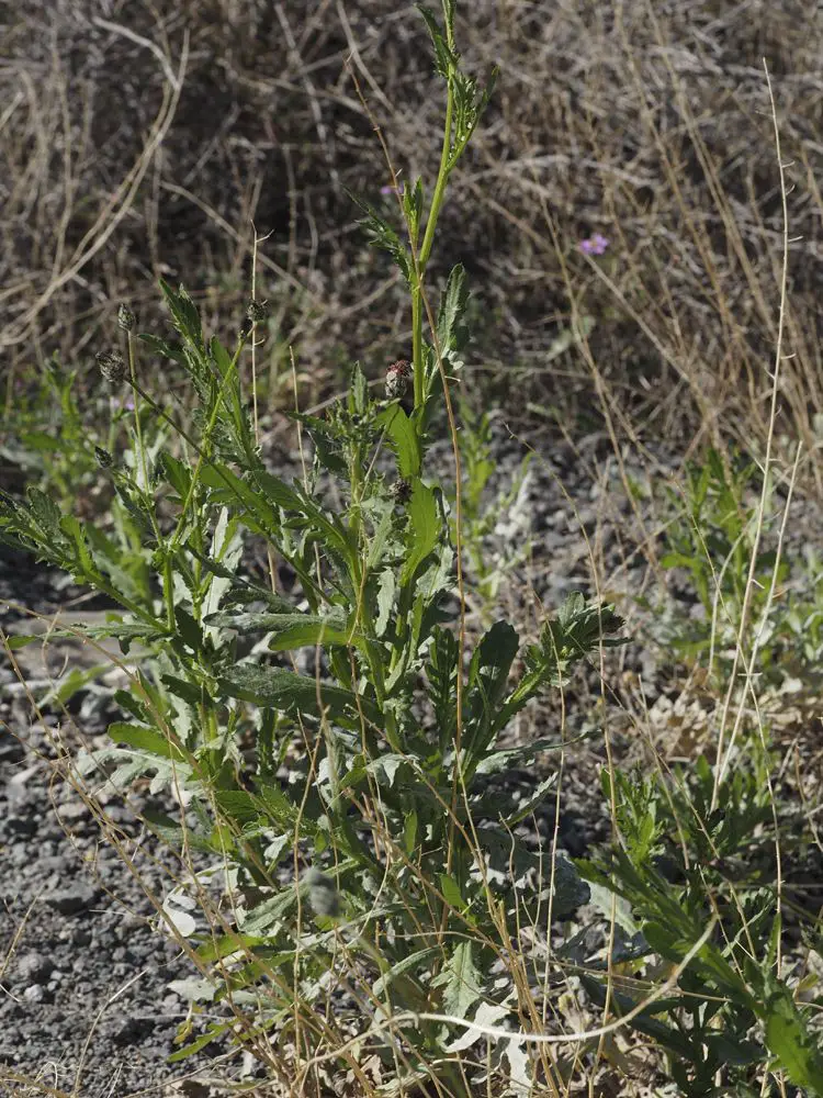 Volutaria tubuliflora <small>(1 de 3)</small>