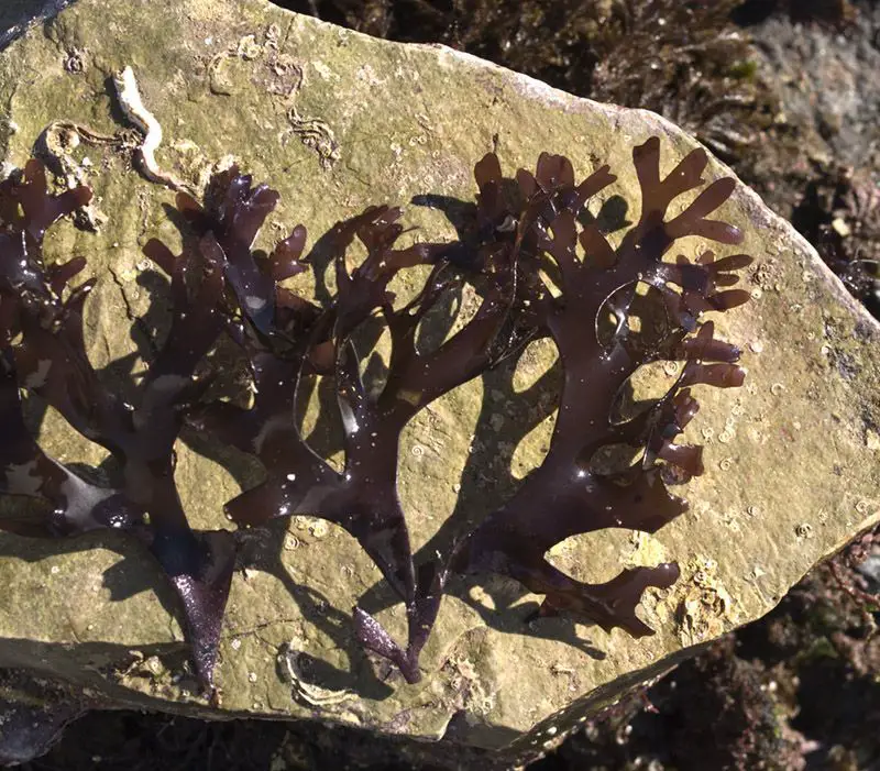 Algas rojas foliáceas o acintadas gruesas, a veces casi cilíndricas