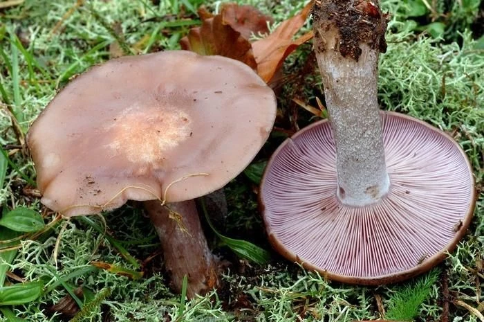 Lepista nuda, Pie azul