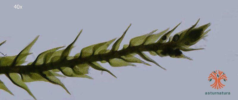 Amblystegium  serpens <small>(1 de 3)</small>