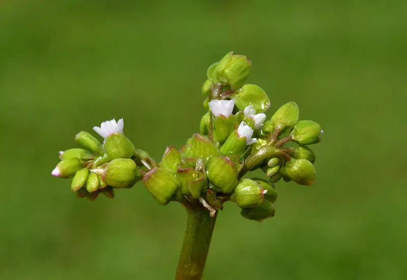 Claytonia perfoliata <small>(2 de 3)</small>