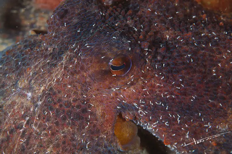 Octopus vulgaris <small>(1 de 2)</small>