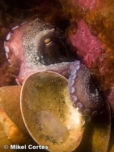octopodidae