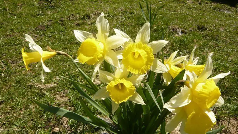 Narcissus pseudonarcissus (1 de 2)