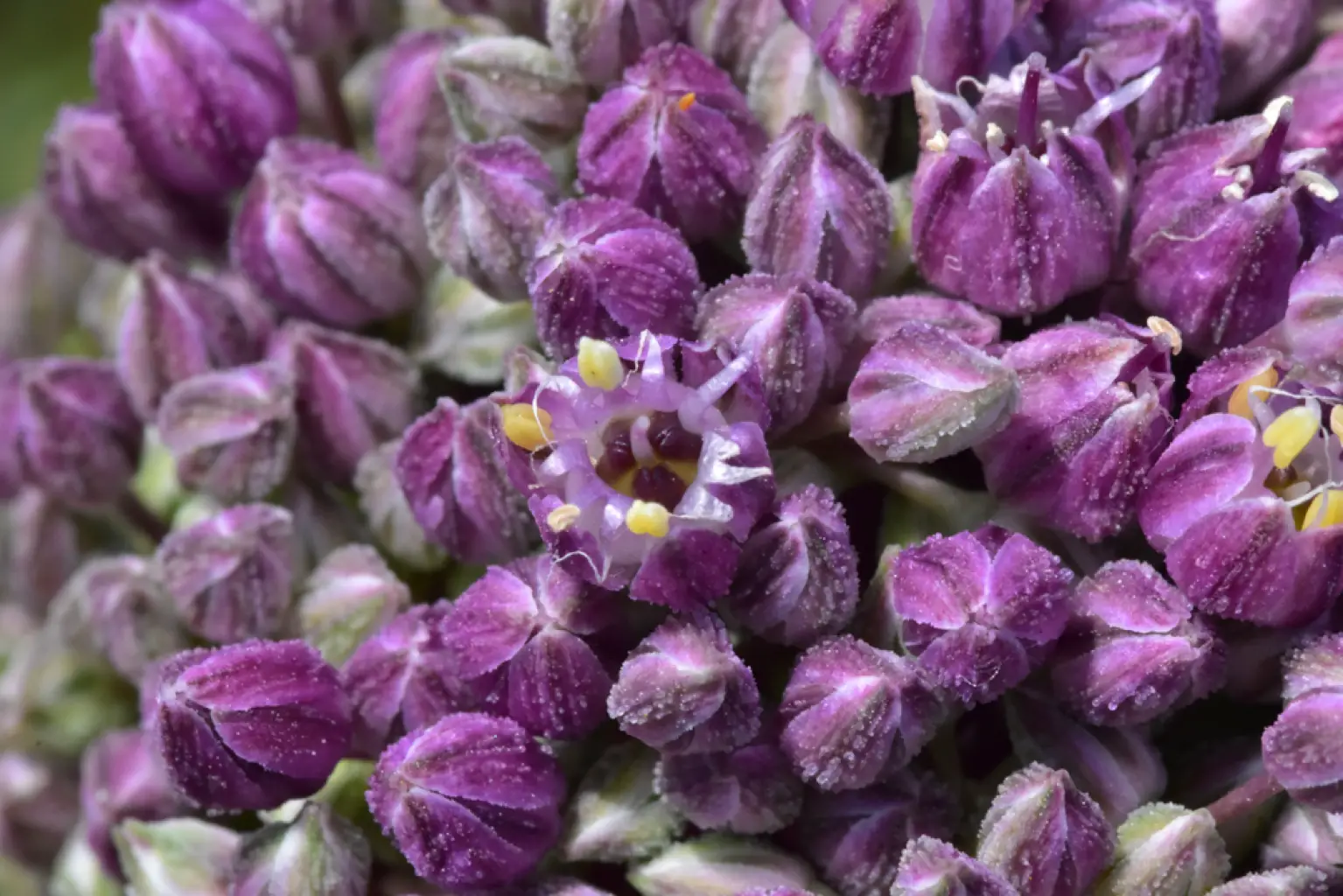 Allium ampeloprasum (5 de 5)