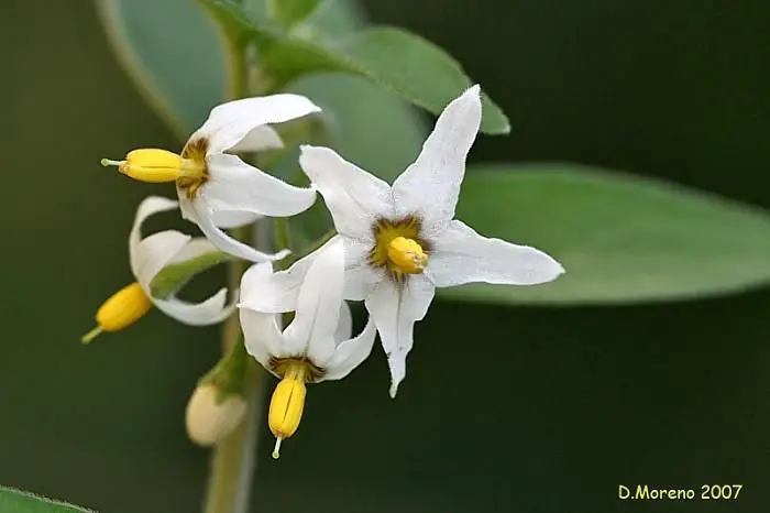 Solanum nigrum (1 de 3)