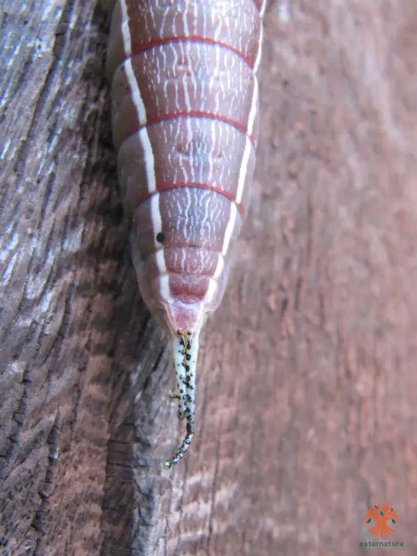 notodontidae
