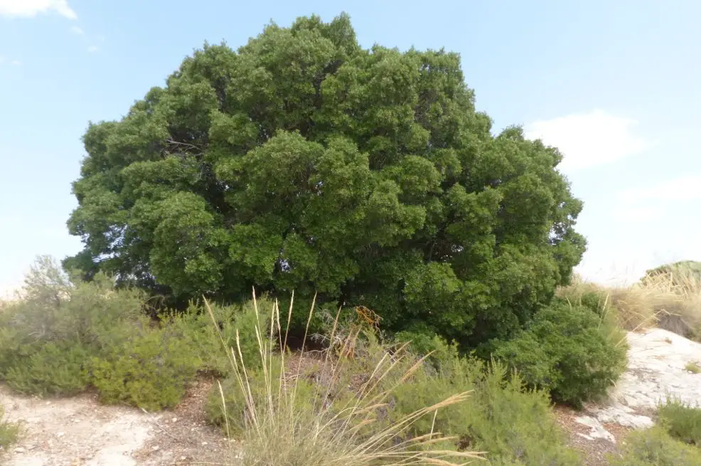 Quercus coccifera <small>(1 de 3)</small>