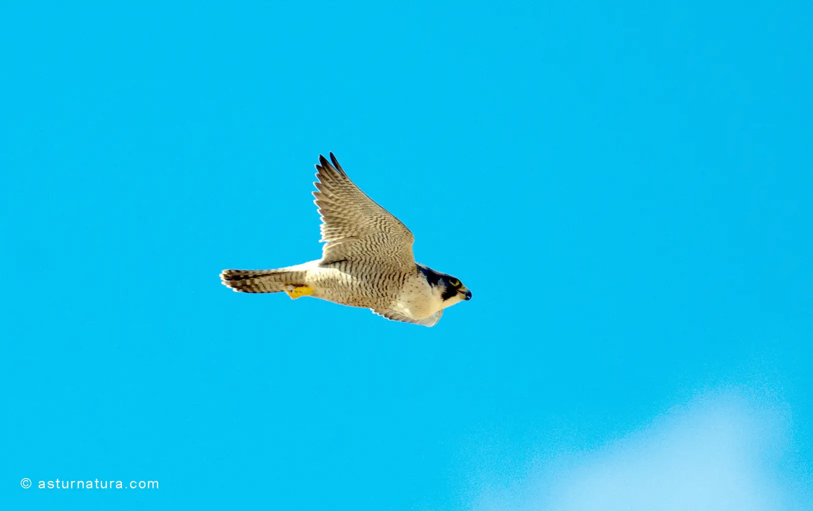 Falco peregrinus (1 de 5)