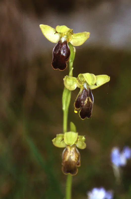 Ophrys fusca subsp. fusca <small>(1 de 2)</small>