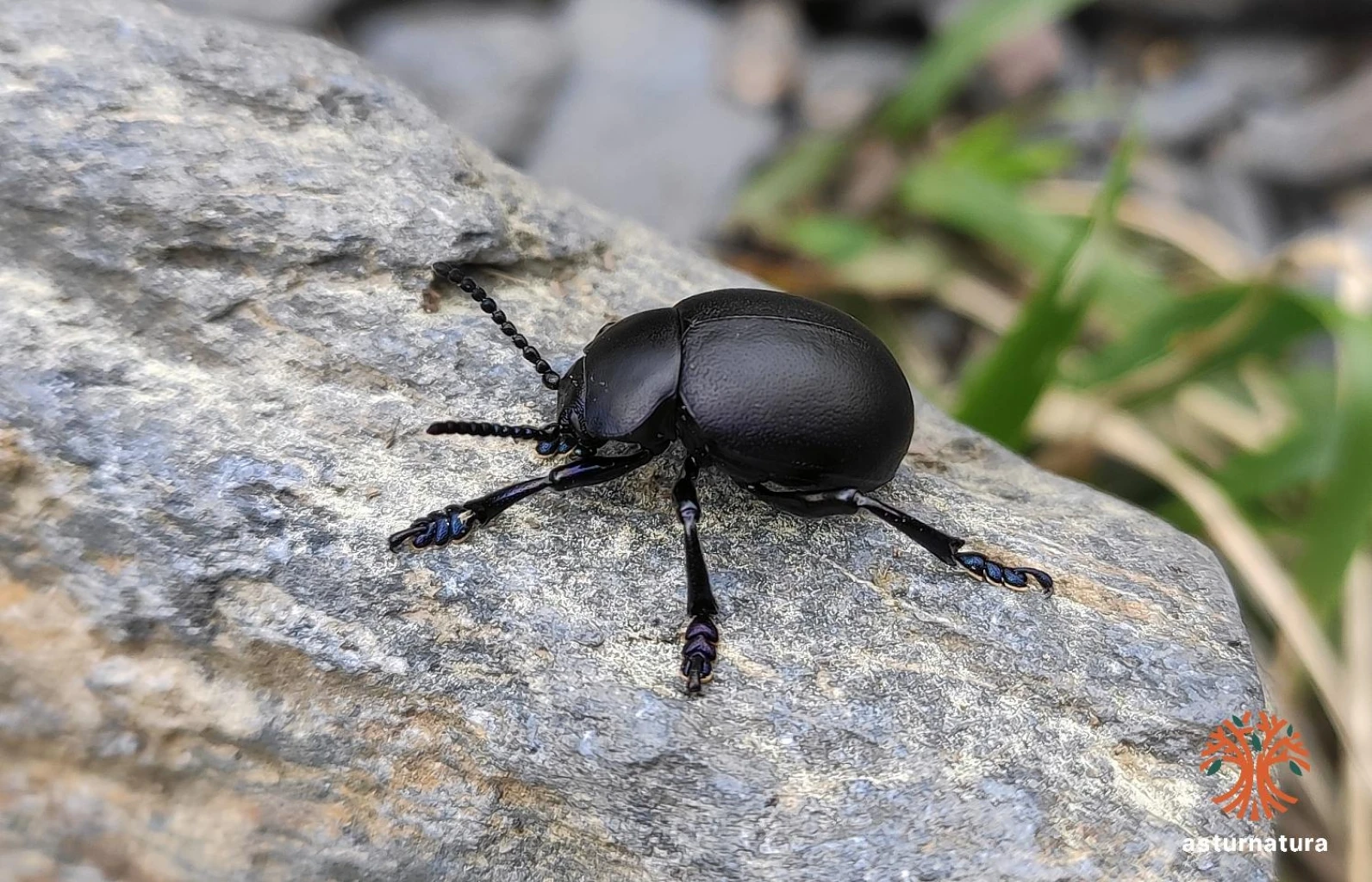 Timarcha tenebricosa, Escarabajo de la nariz sangrante