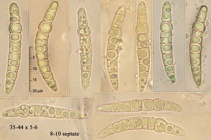 Phaeosphaeria herpotrichoides (De Not.) L. Holm <small>(2 de 3)</small>