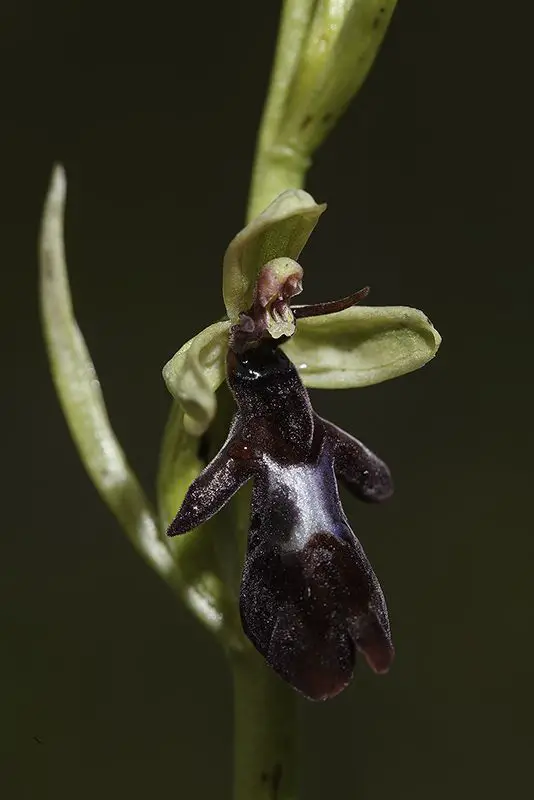 Ophrys insectifera subsp. insectifera <small>(1 de 2)</small>
