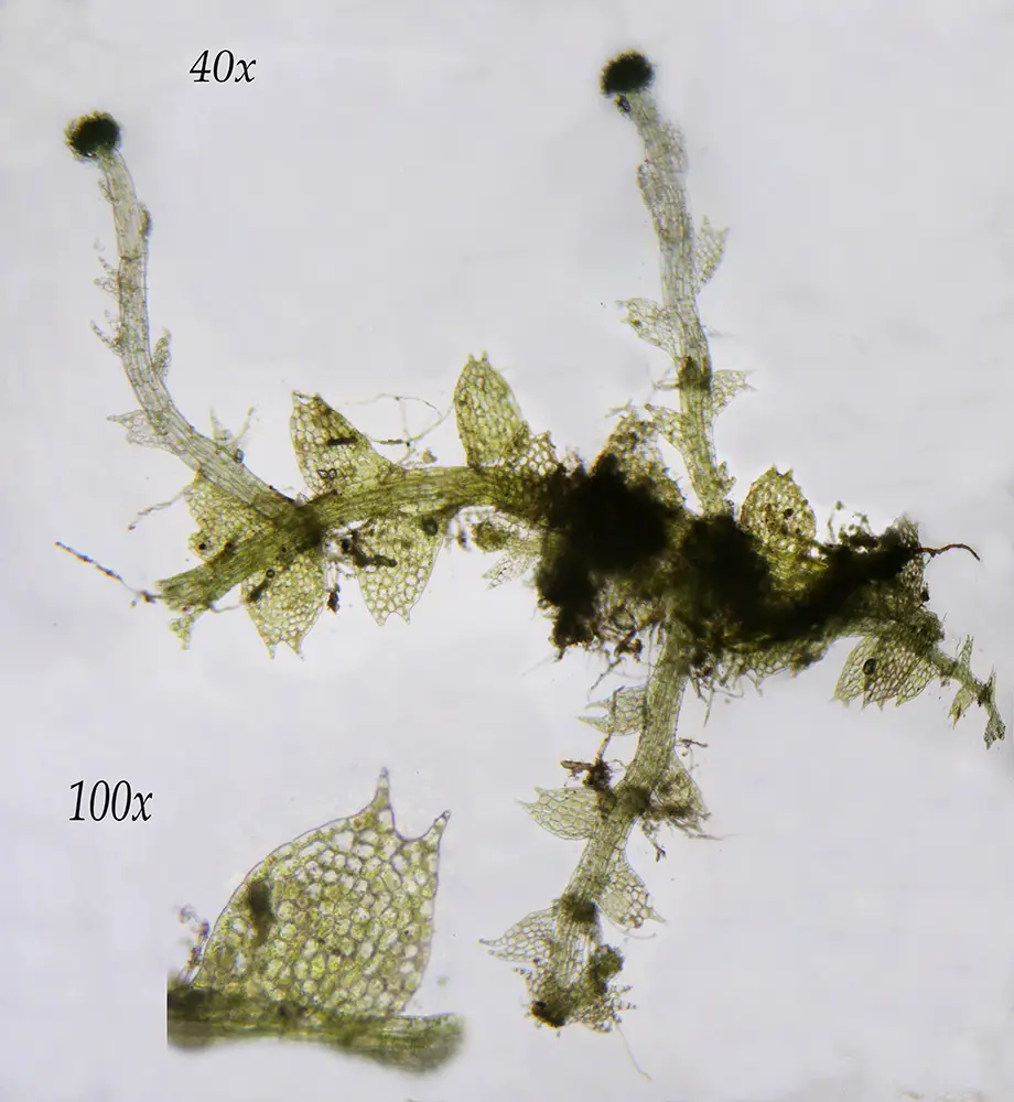 Calypogeia arguta <small>(2 de 3)</small>