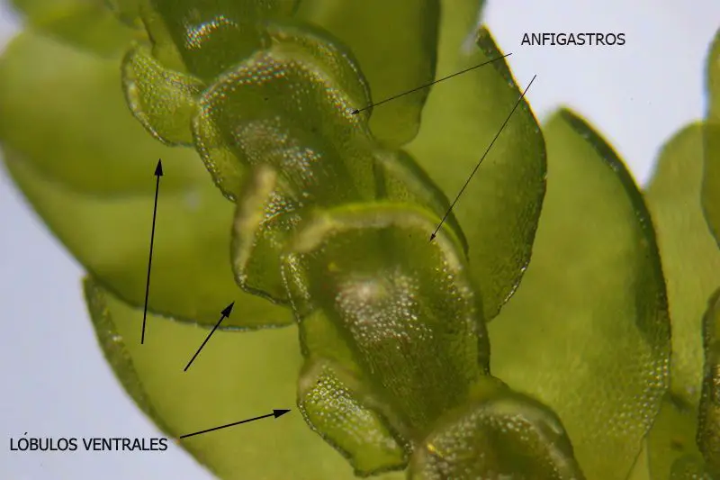 Porella platyphylla <small>(3 de 3)</small>
