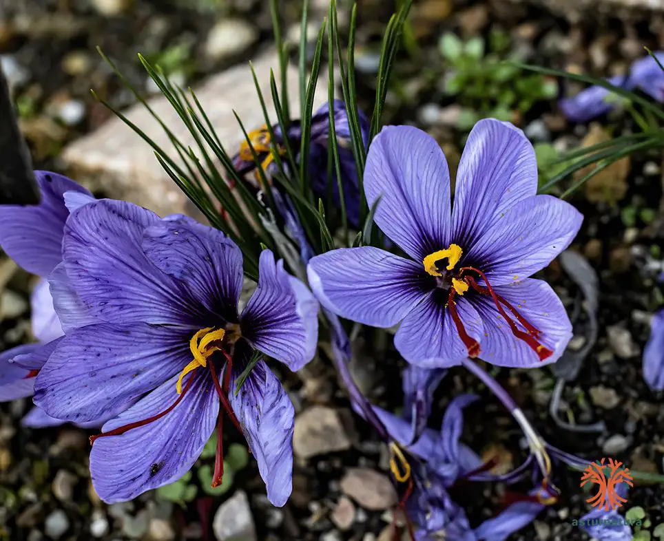 Crocus sativus <small>(2 de 3)</small>