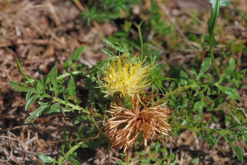 Centaurea ultreia (1 de 3)