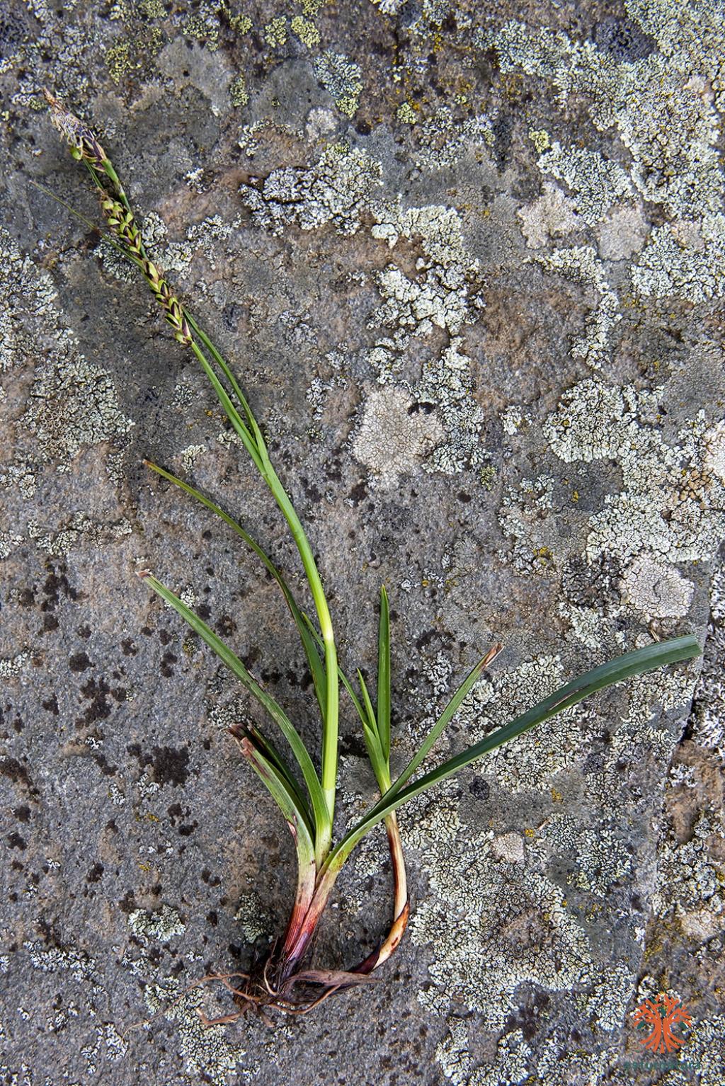 Carex asturica (2 de 3) © Ignacio Fernández Villar