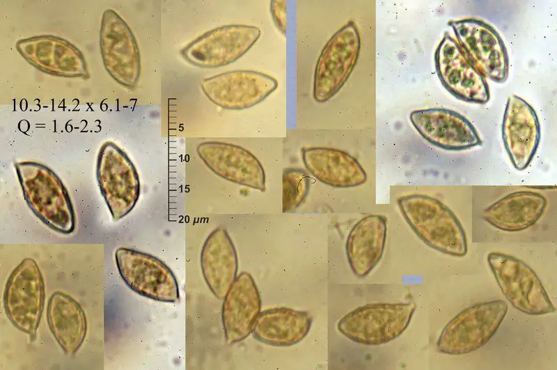 Alnicola scolecina (Fr.) Romagn. <small>(2 de 3)</small>