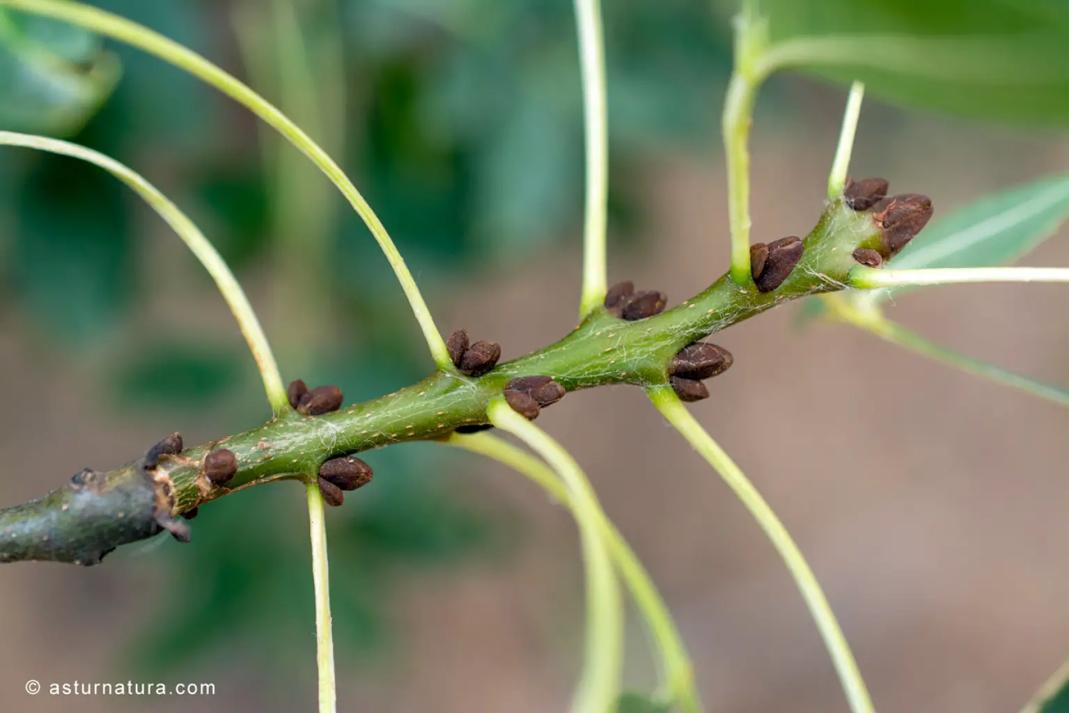 Fraxinus angustifolia (2 de 4)