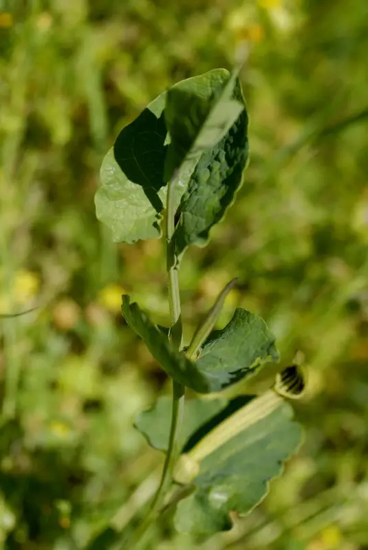 Aristolochia paucinervis <small>(1 de 2)</small>