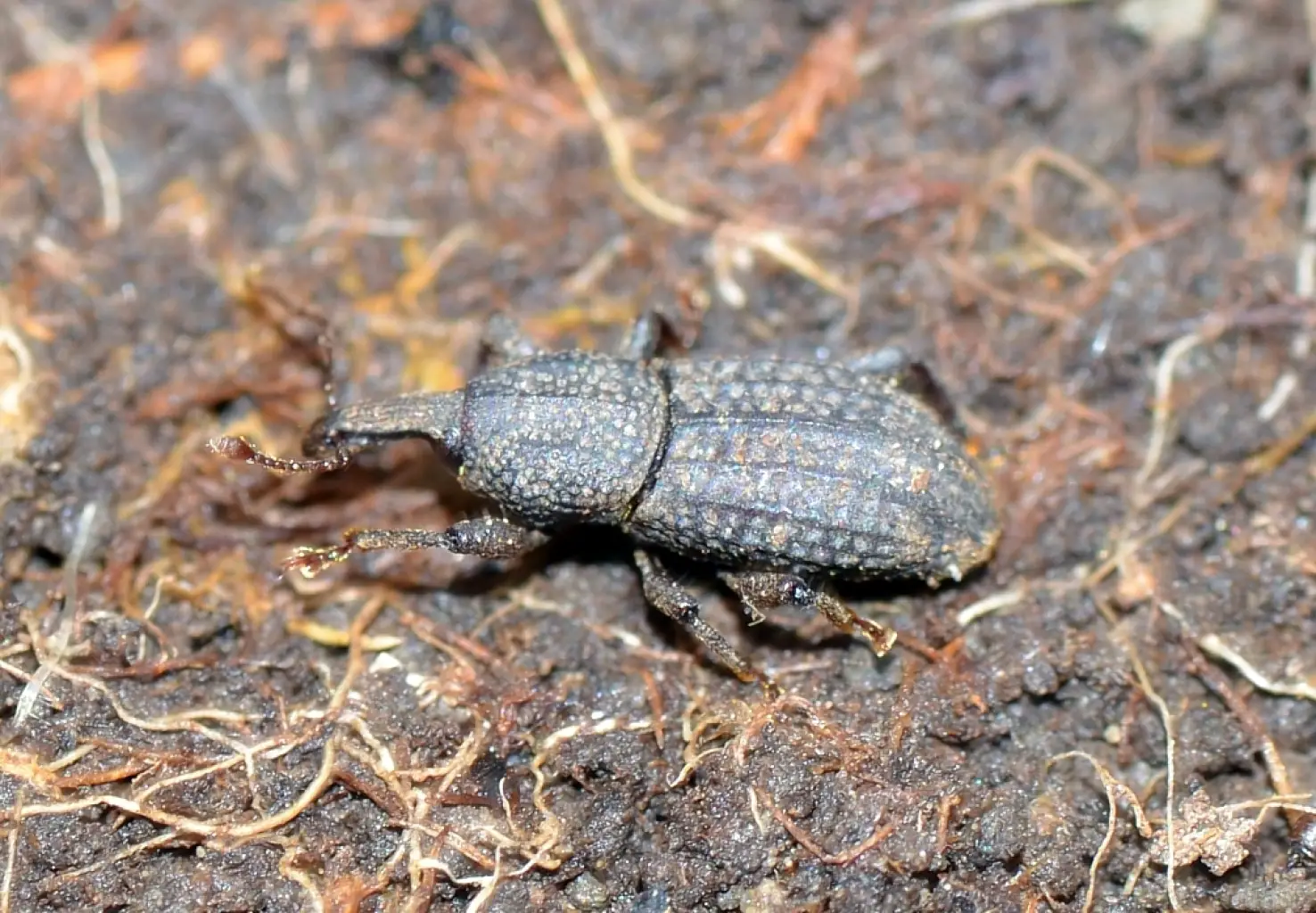 Mitoplinthus caliginosus <small>(1 de 2)</small>