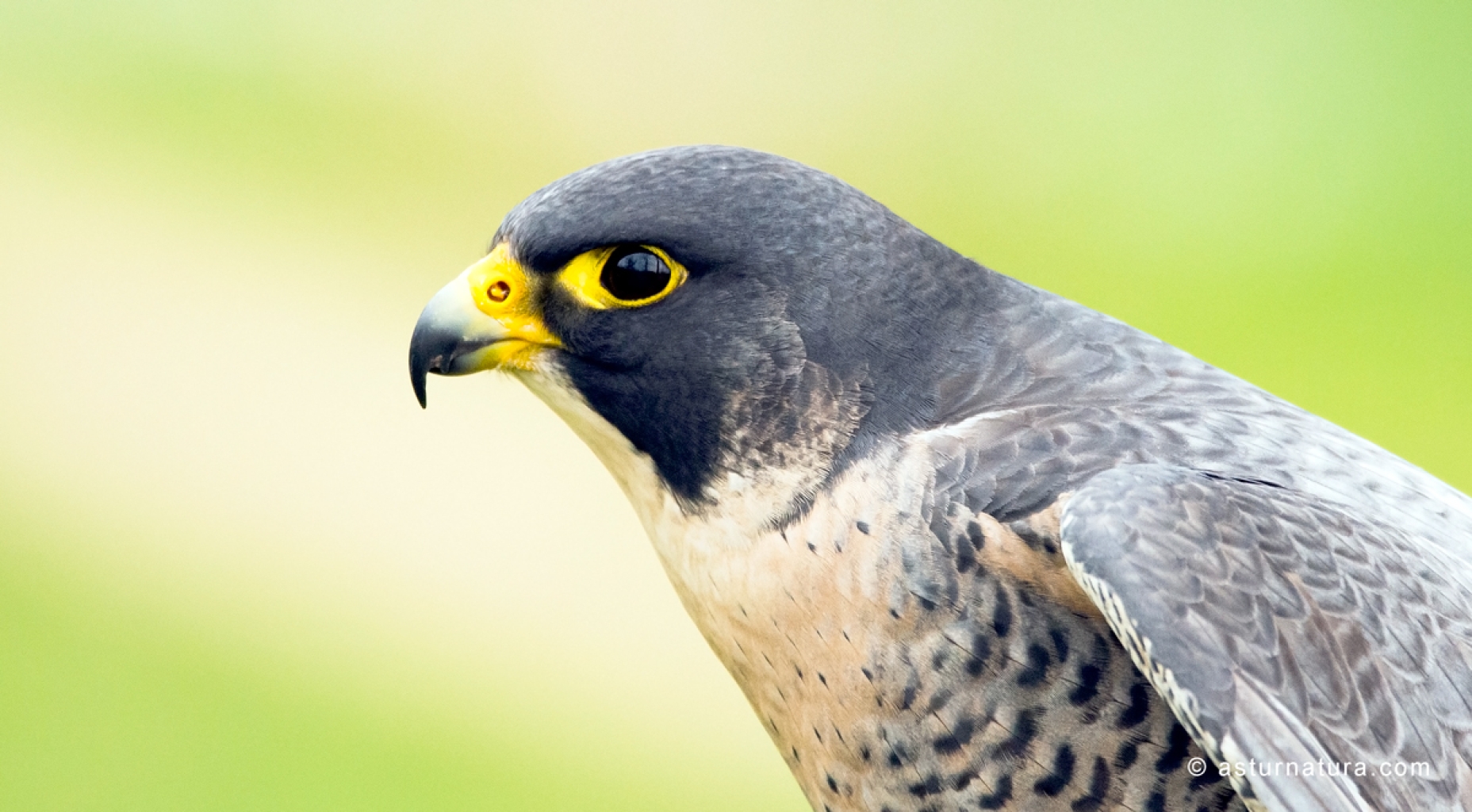 Halcón peregrino (Falco peregrinus) <small>(1 de 2)</small>