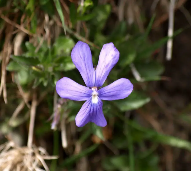 Viola cornuta <small>(1 de 2)</small>