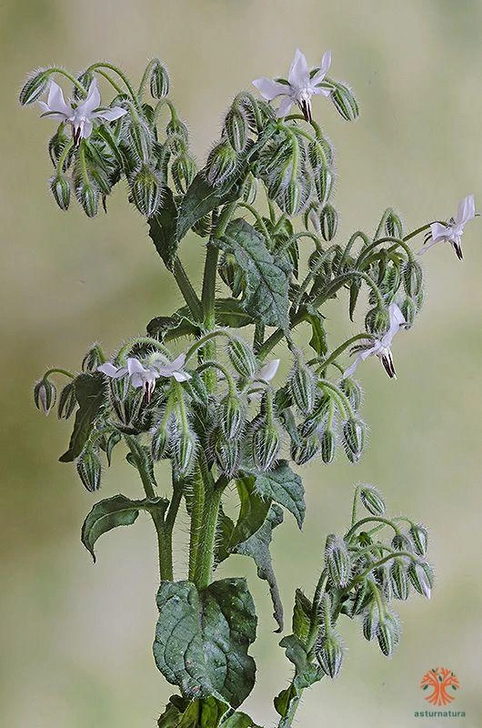 Borago officinalis, Borraja