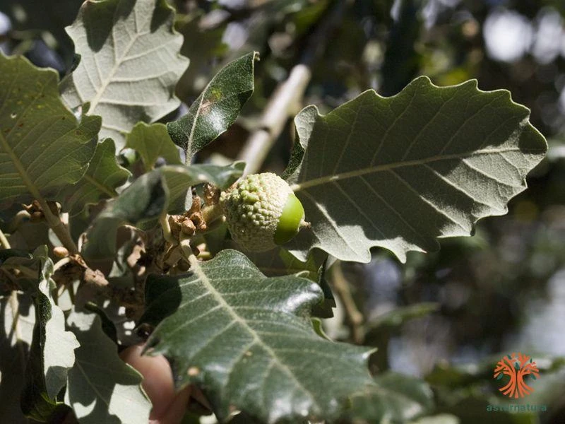 Quercus faginea subsp. faginea, Quejigo
