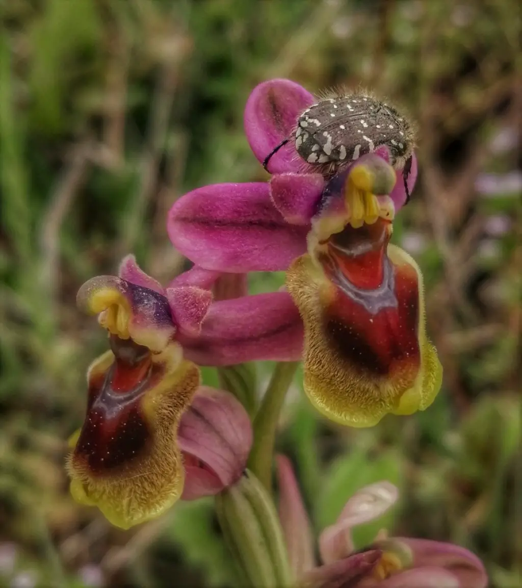 Ophrys tenthredinifera (1 de 2)
