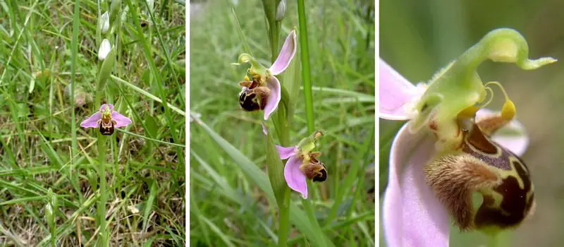 Ophrys apifera <small>(2 de 3)</small>