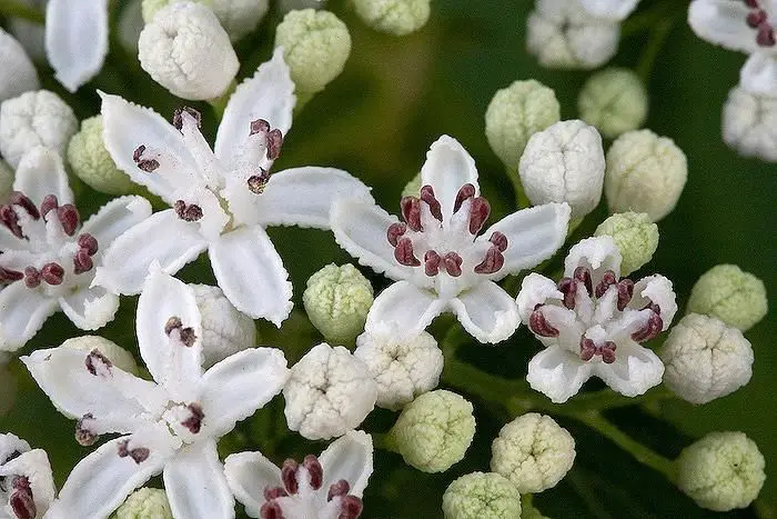 caprifoliaceae