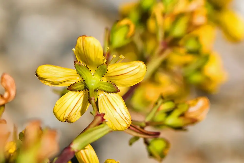 Hypericum hyssopifolium <small>(3 de 3)</small>